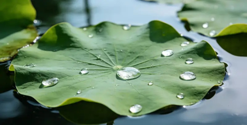 白山乳腺癌21基因mRNA表达分析图片1